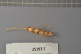 Click for 1 image(s) for this accession. Spike